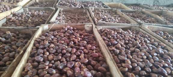 خرما ضایعاتی استعمران + قیمت عمده